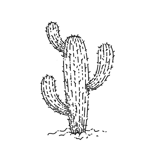 cactus plant sketch hand drawn vector green desert plant. cacti design. decoration garden vintage black line illustration