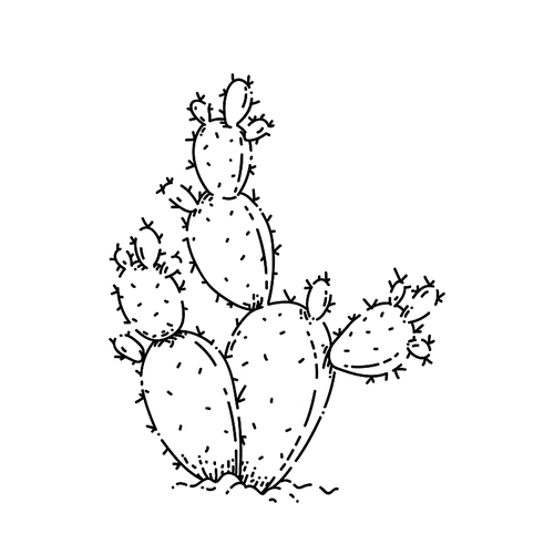 bunny ears cactus sketch hand drawn vector green succulent. garden cacti. . plant vintage black line illustration
