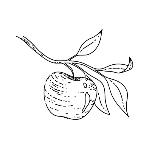 apple branch leaf sketch hand drawn vector red fruit. leaf green. tasty orchard. organic fall vintage black line illustration