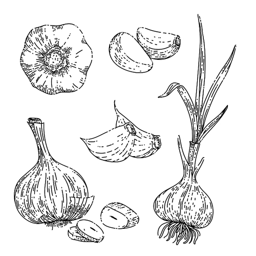 garlic food set sketch hand drawn vector vegetable spice, cooking herb, organic plant vintage black line illustration