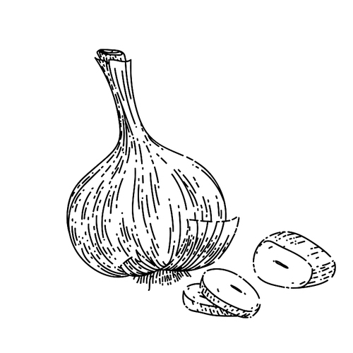 dry head of garlic sketch hand drawn vector bulb bunch, clove vegetable