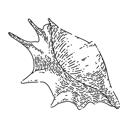 shell sea hand drawn vector. marine seashell, beach snail, ocean conch, clam animal, water shell sea sketch. isolated black illustration
