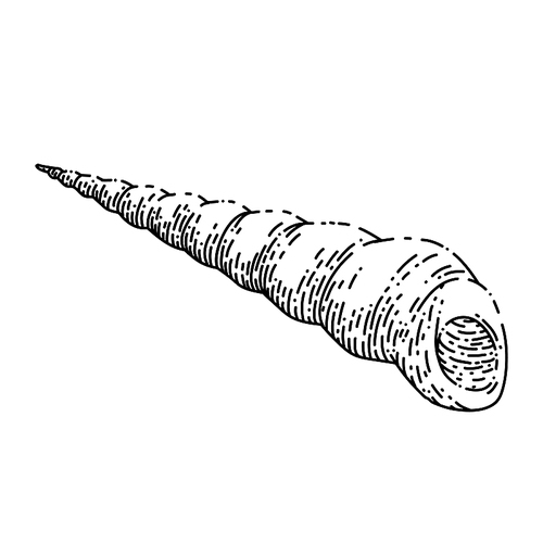shell sea hand drawn vector. marine seashell, beach snail, ocean conch, clam animal, water scalop sea sketch. isolated black illustration
