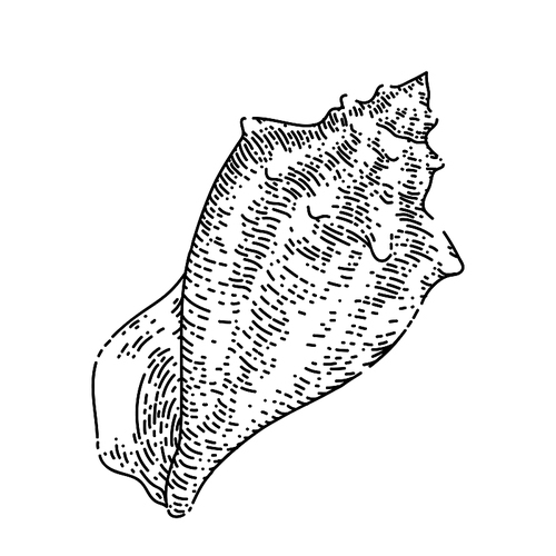 shell sea hand drawn vector. marine seashell, beach snail, ocean conch, clam, water scalop shell sea sketch. isolated black illustration