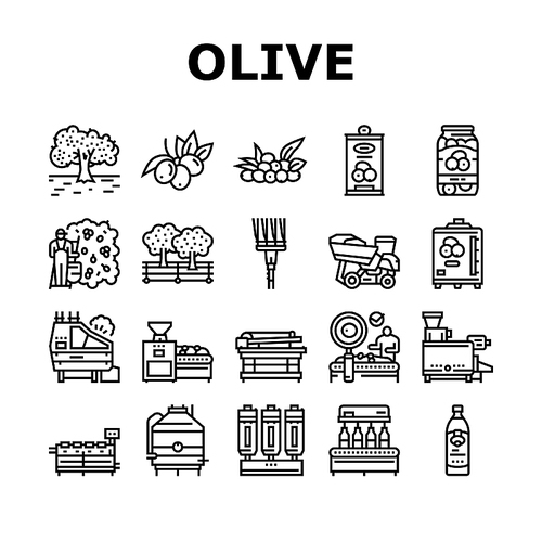 Olive Production And Harvesting Icons Set Vector. Olive Tree Cultivation And Berries Manual Harvest, Factory Shaker Table And Repository Industry Machine. Natural Food Black Contour Illustrations