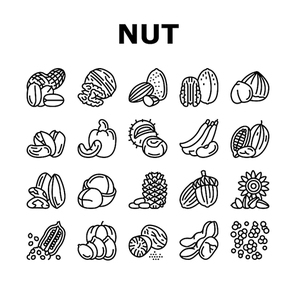 Nut Delicious Natural Nutrition Icons Set Vector. Peanut And Almond Nut, Walnut And Hazelnut, Sesame And Cashew Tasty Vitamin Food Line. Pistachio And Cocoa, Soy And Acorn Black Contour Illustrations