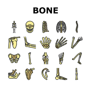 Bone Human Skeleton Structure Icons Set Vector. Arms And Leg Body Bone Human, Chest And Neck, Shoulder And Finger, Knee And Skull. Anatomy Skeletal System And Medicine Color Illustrations
