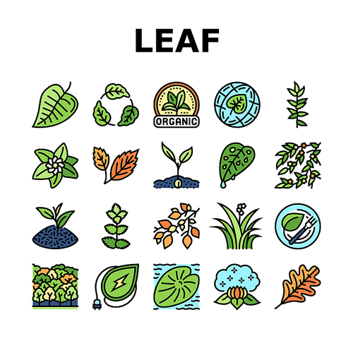 Leaf Branch Natural Foliage Tree Icons Set Vector. Organic Freshness Leaf And Flower, Vegetarian Food Ingredient And Herbal Nature Environment. Oak Autumn Forest Color Illustrations