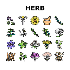 Medical Herb Natural Ingredient Icons Set Vector. Saffron And Chamomile Flower Bud, Ginseng And Coriander Leaves, Oregano And Thyme Branch Medical Herb. Anise And Basil Plant Color Illustrations
