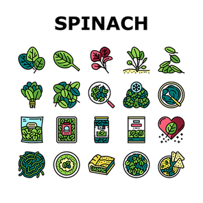 Spinach Healthy Eatery Ingredient Icons Set Vector. Spinach Soup And Spaghetti, Pasta And Pie. Natural Vitamin Ingredient Canned And In Plastic Box. Frozen And Raw Leaves Color Illustrations