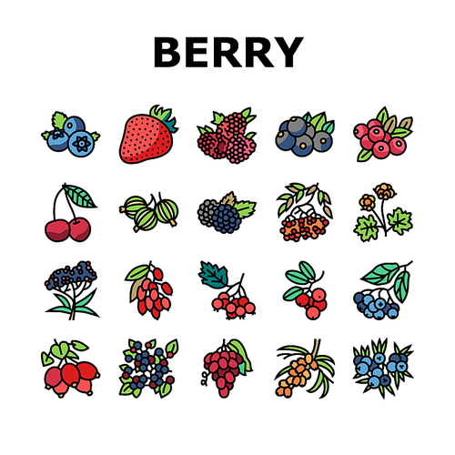 Berry Delicious And Vitamin Food Icons Set Vector. Huckleberry And Buckthorn Plant Branch, Juniper And Raspberry, Cloudberry And Cherry Berry, Juicy Gooseberry And Blueberry Color Illustrations