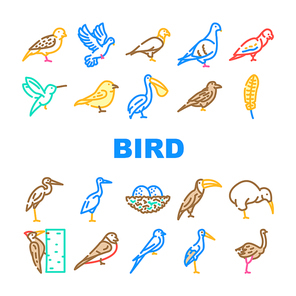 Bird Flying And Eggs In Nest Icons Set Vector. Toucan And Eagle, Crane And Pelican, Sparrow And Stork Flight Bird. Hummingbird And Woodpecker Wildlife In Nature Color Illustrations
