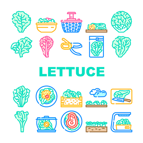 lettuce salad leaf vegetable icons set vector. green fresh plant, white iceberg farm, garden food, leaves, head organic cabbage lettuce salad leaf vegetable color line illustrations