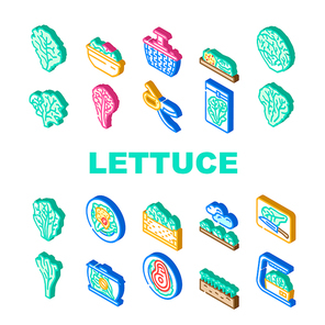lettuce salad leaf vegetable icons set vector. green fresh plant, white iceberg farm, garden food, leaves, head organic cabbage lettuce salad leaf vegetable isometric sign illustrations