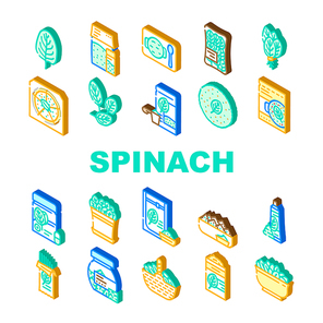 spinach leaf salad green food icons set vector. fresh plant baby, leaves vegetable, organic bunch, lettuce pile healthy raw spinach leaf salad green food isometric sign illustrations