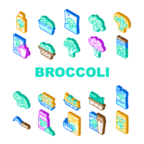 broccoli vegetable green food icons set vector. fresh salad cabbage, white, brocolli raw, healthy brocoli diet, cooking top organic broccoli vegetable green food isometric sign illustrations
