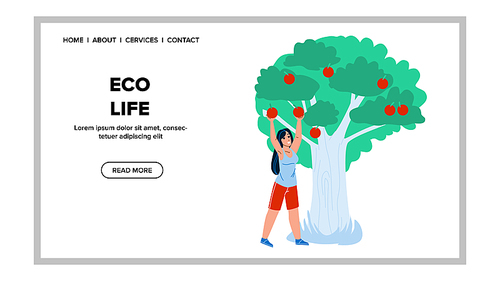 Eco Life And Eating Vitamin Fruit In Garden Vector. Young Woman Harvesting Natural Apples, Eco Life On Agricultural Landscape. Character Farmer Agriculture Scenery Scape Web Flat Cartoon Illustration