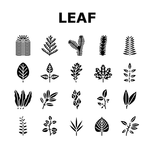 Leaf Of Tree, Bush Or Flower Icons Set Vector. Maple And Oak, Mango And Cherry, Eucalyptus And Walnut Natural Leaf. Botanical Foliage Plant And Herbarium Of Flora Glyph Pictograms Black Illustrations