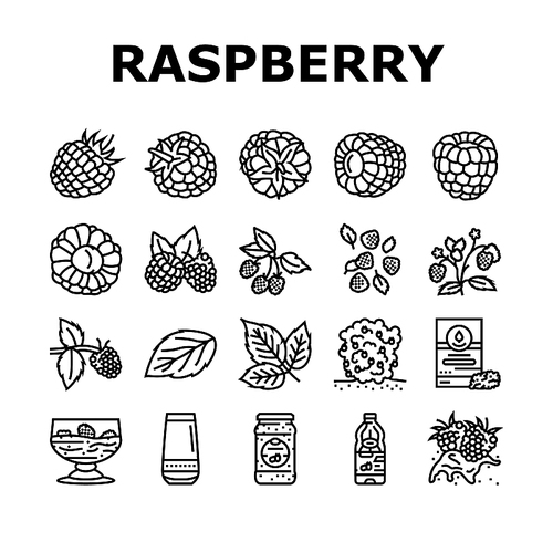 raspberry fruit berry red food icons set vector. plant leaf, sweet fresh dessert, juice branch, single delicious garden nature jam raspberry fruit berry red food black contour illustrations