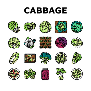 Cabbage Natural Vitamin Food Icons Set Vector. Healthy White And Green Cabbage, Broccoli And Lettuce Ingredient For Cooking Soup And Salad. Cauliflower Vegetable Color Illustrations
