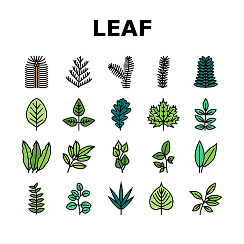 Leaf Of Tree, Bush Or Flower Icons Set Vector. Maple And Oak, Mango And Cherry, Eucalyptus And Walnut Natural Leaf. Botanical Foliage Plant And Herbarium Of Flora Color Illustrations