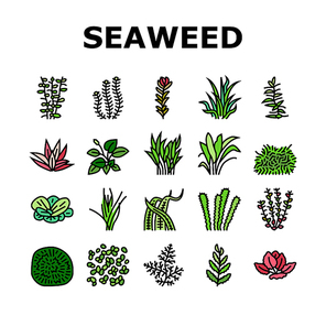 Aquatic Seaweed Natural Plant Icons Set Vector. Red Ludwigia And Marimo Ball, Anubia Nana And Vallisneria Spiralis, Hydrophilia Polyspermy And Elodea Densa Aquatic Seaweed Color Illustrations