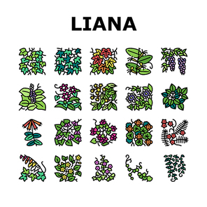 Vine Liana Exotic Growing Plant Icons Set Vector. Japanese Honeysuckle And Poison Ivy, Caroline Jessamine And Wisteria Liana, Tropical Cypress And Bougainvillea Color Illustrations