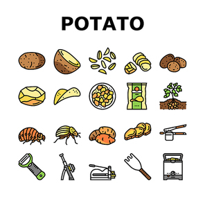 potato vegetable food raw fresh icons set vector. plant, cut slice, sweet, field harvest, agriculture healthy root, organic, top farm potato vegetable food raw fresh color line illustrations