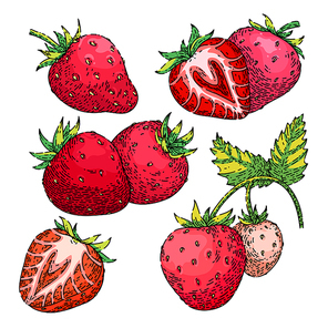 strawberry fruit set hand drawn vector. fresh red berry, sweet leaf, juice summer food strawberry fruit sketch. isolated color illustration