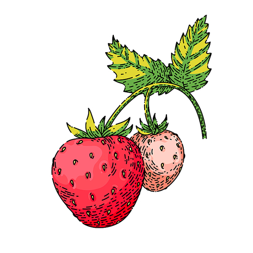 strawberry hand drawn vector. cut red berry, ripe dessert, healthy juice strawberry sketch. isolated color illustration