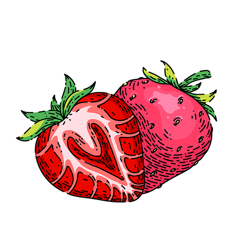 strawberry hand drawn vector. cut red berry, sweet ripe dessert, healthy strawberry sketch. isolated color illustration