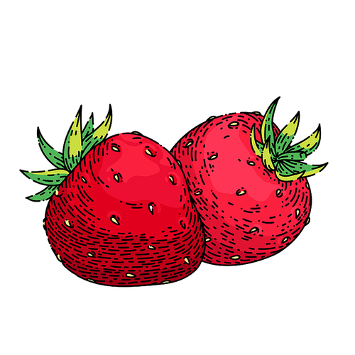 strawberry hand drawn vector. cut red berry, sweet ripe dessert, juice strawberry sketch. isolated color illustration