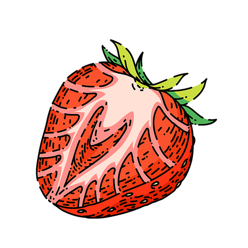 strawberry hand drawn vector. cut red berry, sweet dessert, healthy juice strawberry sketch. isolated color illustration