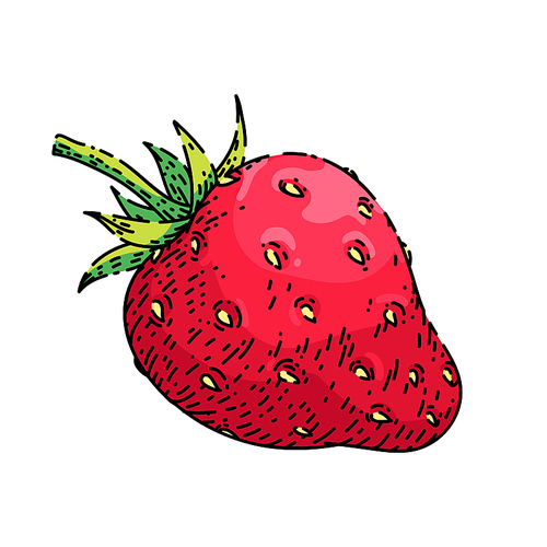 strawberry hand drawn vector. cut red berry, sweet ripe , healthy juice strawberry sketch. isolated color illustration