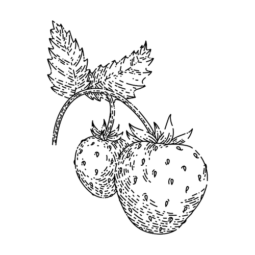 strawberry hand drawn vector. cut red berry, ripe dessert, healthy juice strawberry sketch. isolated black illustration
