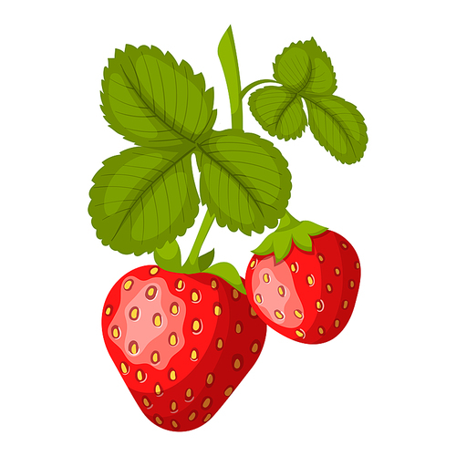 strawberry cartoon vector. cut red berry, ripe dessert, healthy juice strawberry vector illustration