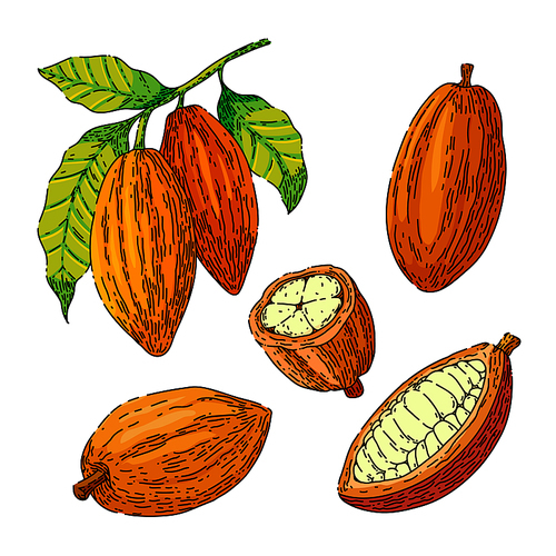 cocoa chocolate set hand drawn vector. cacao bean, plant tree, organic fruit cocoa chocolate sketch. isolated color illustration