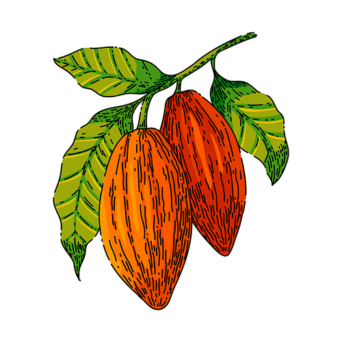 cocoa bean hand drawn vector. plant tree, sweet dessert, organic candy, fruit seed cocoa bean sketch. isolated color illustration