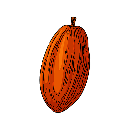 cocoa bean hand drawn vector. plant tree, sweet, organic dark candy, fruit seed cocoa bean sketch. isolated color illustration