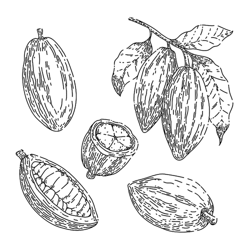 cocoa chocolate set hand drawn vector. cacao bean, plant tree, organic fruit cocoa chocolate sketch. isolated black illustration