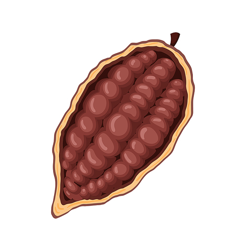 chocolate cocoa cartoon vector. cacao chocolate, plant tree, fruit pod, seed leaf chocolate cocoa. isolated color illustration