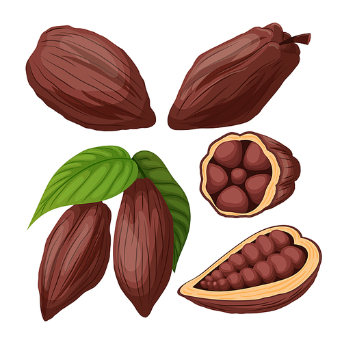 cocoa chocolate set cartoon vector. cacao bean, plant tree, organic fruit cocoa chocolate. isolated color illustration