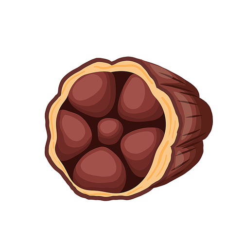 cocoa bean cartoon vector. plant tree, sweet dessert, organic dark candy, seed cocoa bean. isolated color illustration