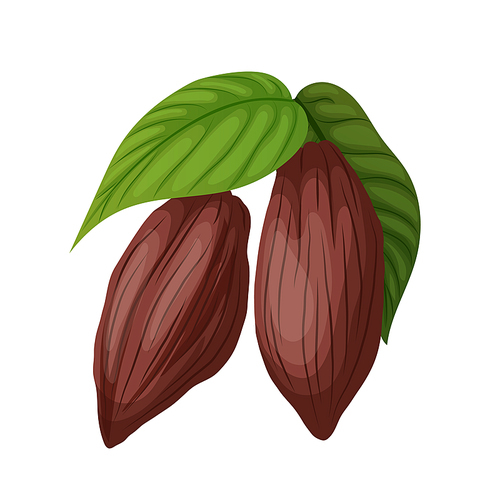 cocoa bean cartoon vector. plant tree, sweet dessert, organic candy, fruit seed cocoa bean. isolated color illustration