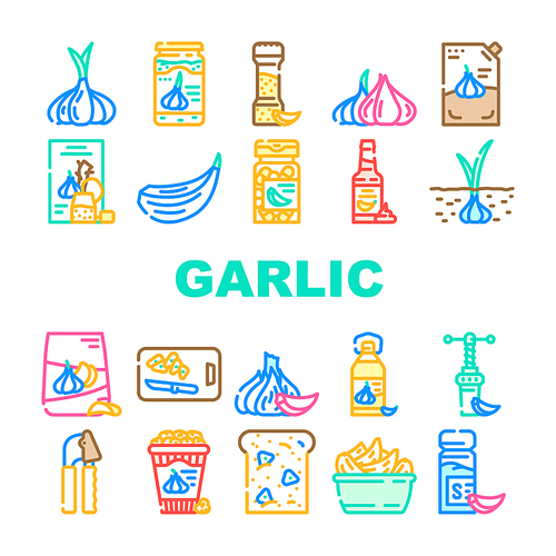 garlic white clove fresh icons set vector. spice food, plant vegetable, organic healthy, whole bulb, green garlic white clove fresh color line illustrations