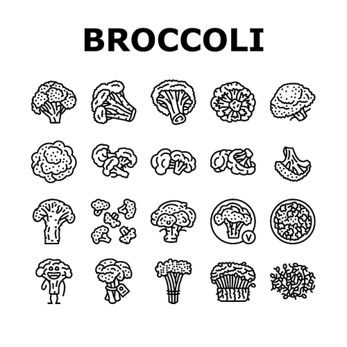 broccoli food cabbage vegetable icons set vector. brocolli green, vegan character, design salad, plant veggie, happy healthy, vitamin broccoli food cabbage vegetable black contour illustrations