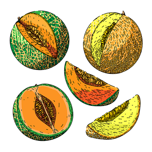 melon cantaloupe fruit set hand drawn vector. green yellow, sweet orange, honeydew cut, japanese slice, muskmelon honey food, half fresh melon cantaloupe fruit sketch. isolated color illustration