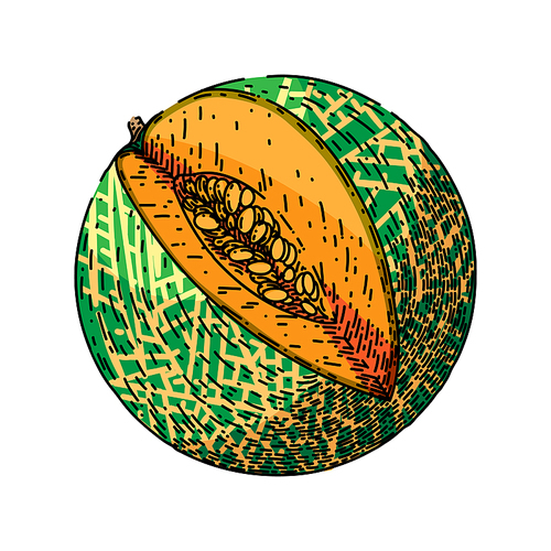 melon cantaloupe hand drawn vector. food fruit, green orange, sweet cut, fresh vegetable, ripe slice, sliced japanese, honey melon cantaloupe sketch. isolated color illustration