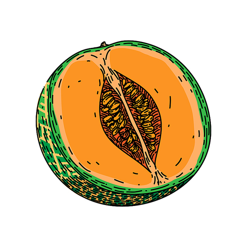 melon cantaloupe cut hand drawn vector. food fruit, green orange, sweet fresh vegetable, ripe slice, sliced japanese, honey melon cantaloupe cut sketch. isolated color illustration