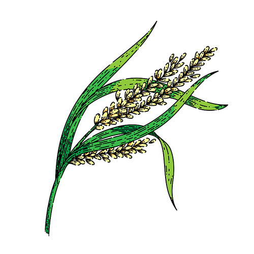 rice plant hand drawn vector. paddy grain, field brown agriculture, food green leaf seed rice plant sketch. isolated color illustration